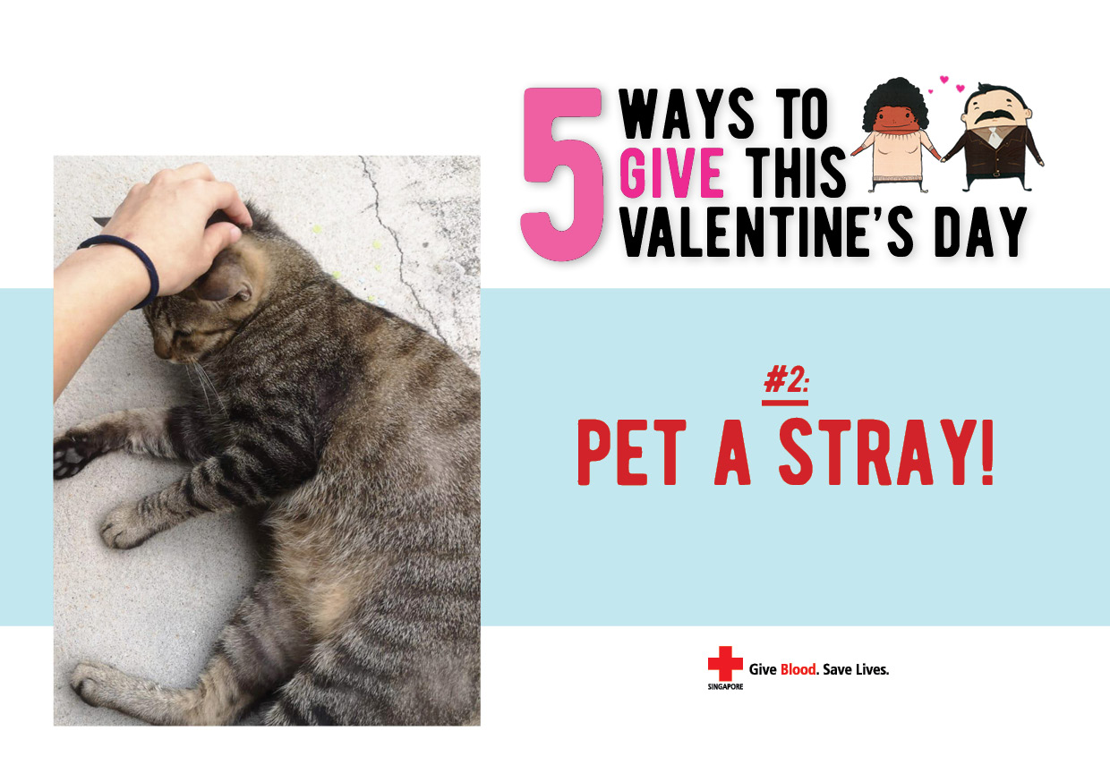 Lazada 5ThingstoDoValentinesDay Stray2